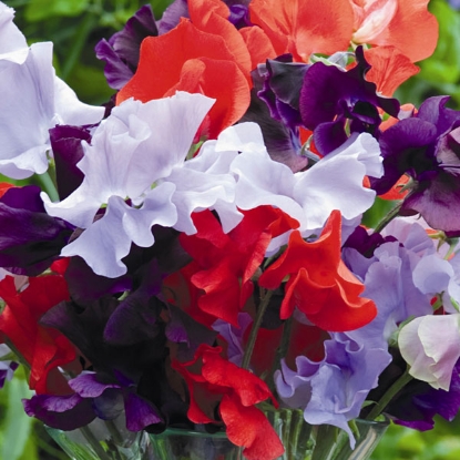 Picture of Sweet Pea Help The Heroes Mixed